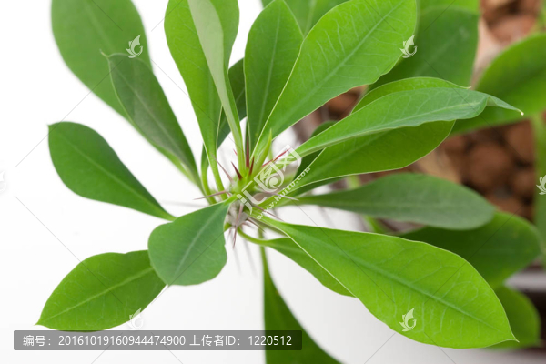 帶刺的植物