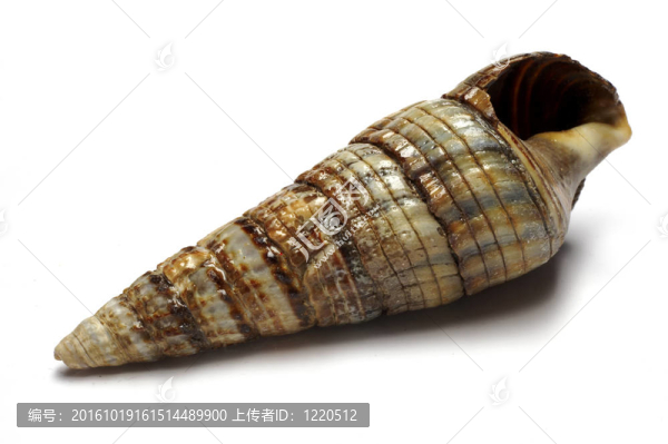 海貝殼