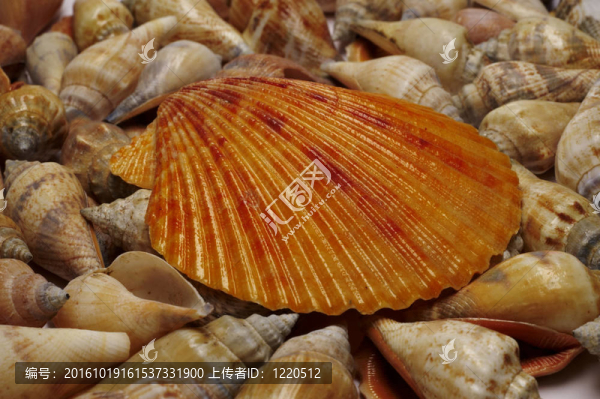 海貝殼