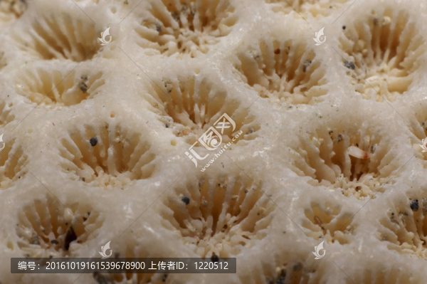 海貝殼