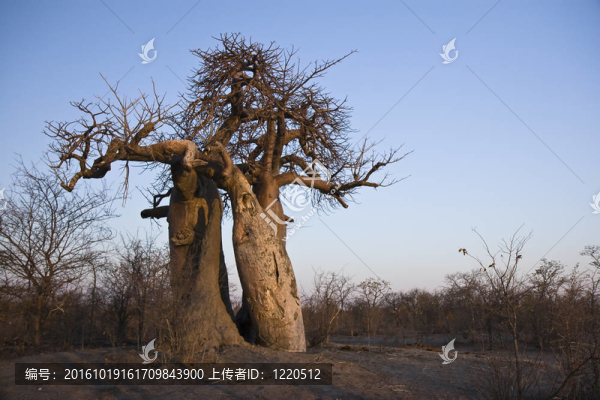 猴面包樹