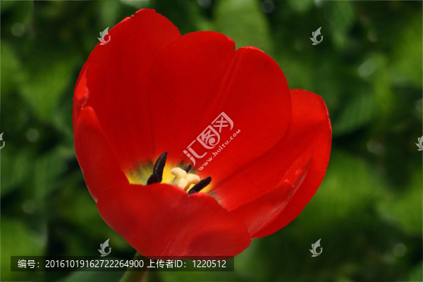 綠色背景的紅色郁金香