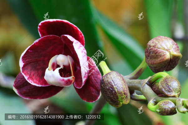 蘭花