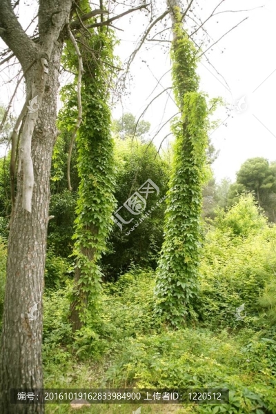 Mediterranean松樹林附近的常春藤