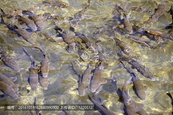 在一個擁擠的觸須灘河面魚