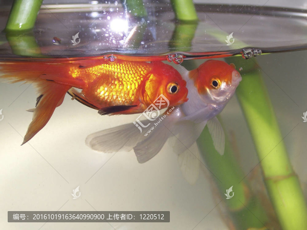 金色的魚
