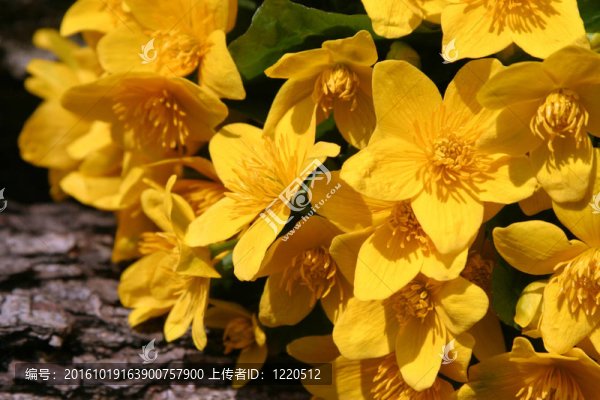 明亮的黃色沼澤金盞花（Caltha,palustris）