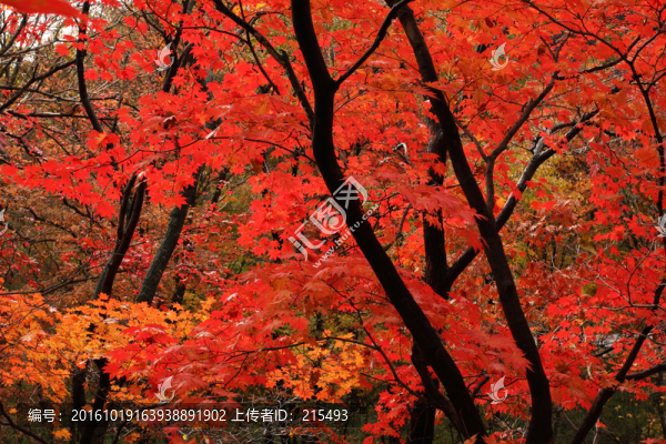楓葉,秋天,紅色,楓樹