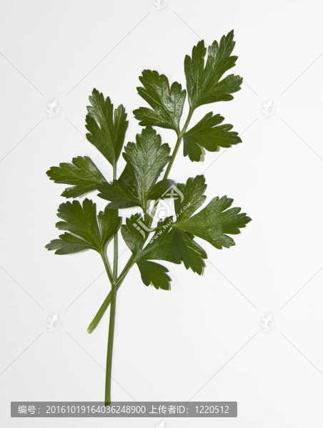 意大利歐芹