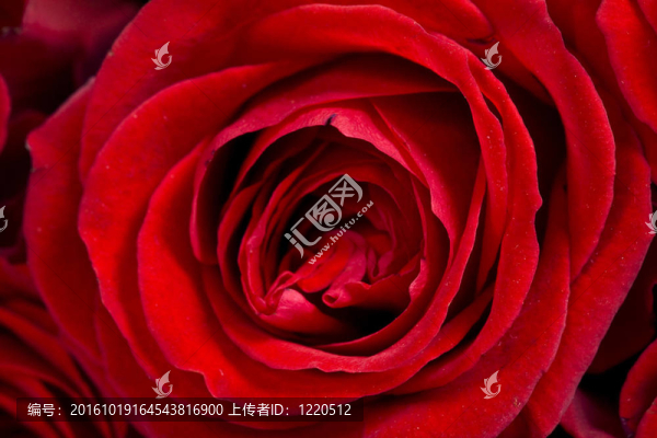 玫瑰特寫