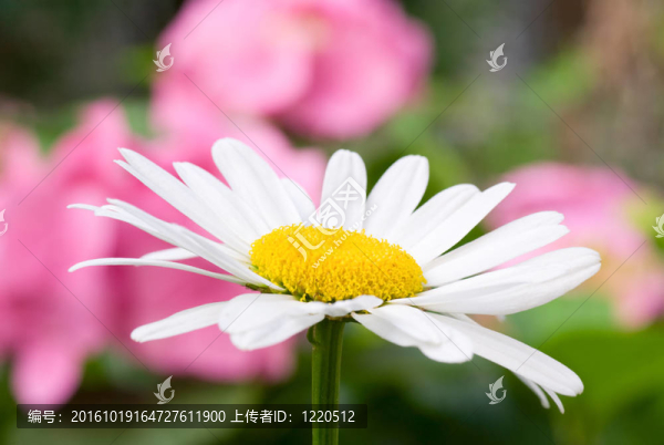 夏日盛開的白色雛菊花（特寫）