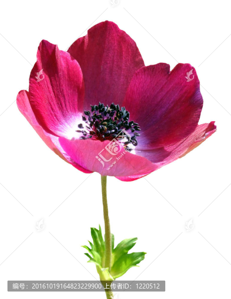 銀蓮花