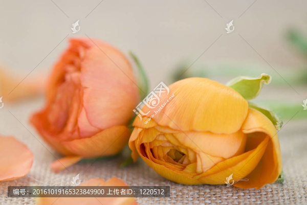 花毛茛