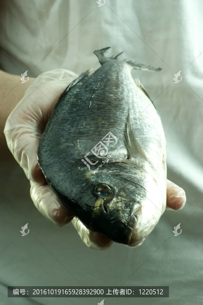 持有一個(gè)新鮮的有機(jī)非洲羅非魚