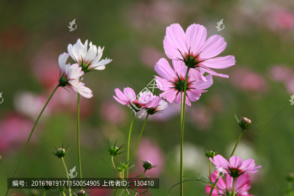 格桑花