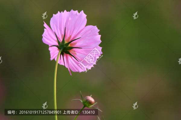 格?；? title=