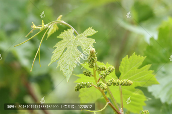 葉