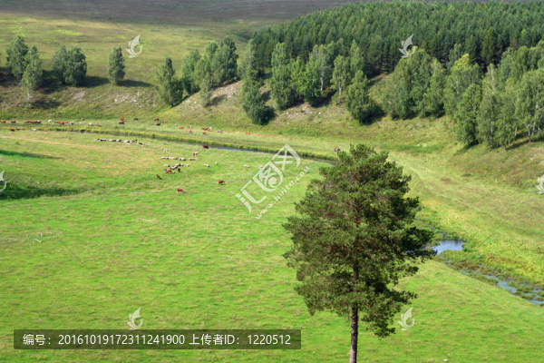 高山夏季牧場