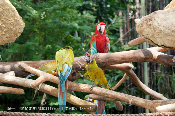 Parrot的家人