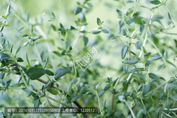 新鮮的百里香葉子