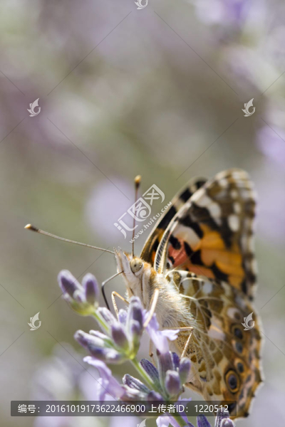 蝴蝶花