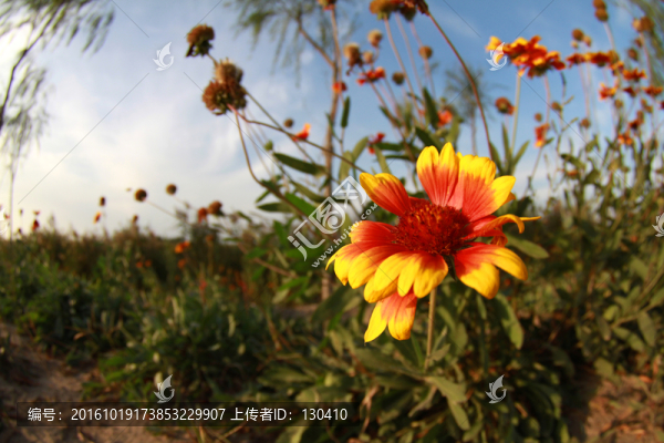 天人菊