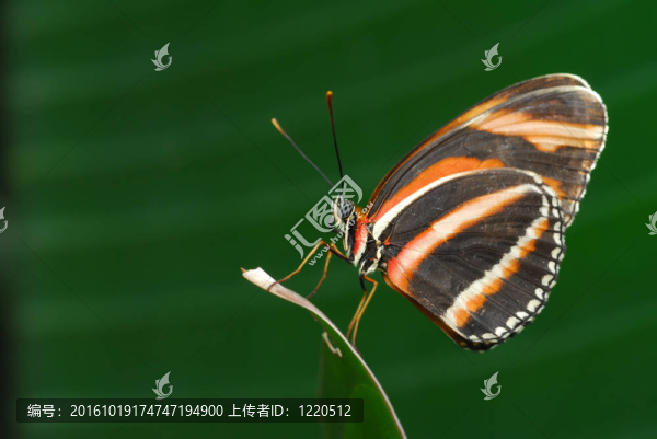 蝴蝶