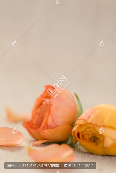 花毛茛