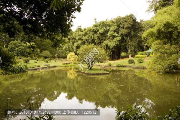 湖心島在斯里蘭卡的植物園