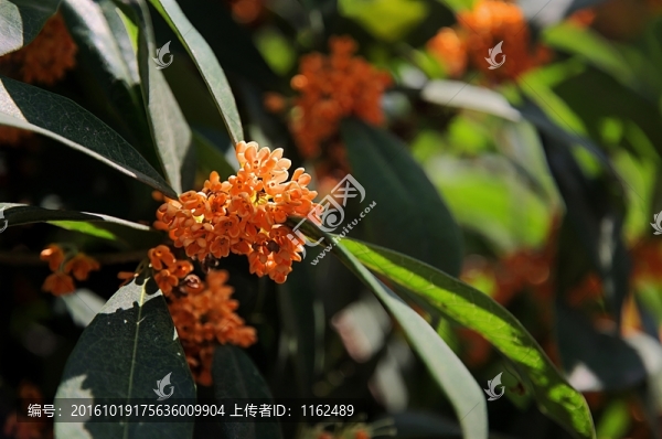 丹桂
