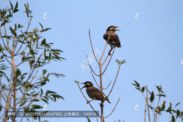 灰椋鳥