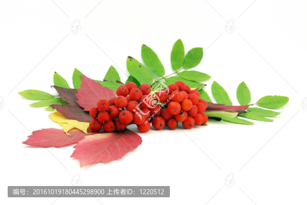 紅色圖片和秋天的落葉