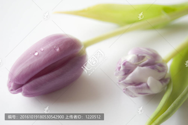 郁金香