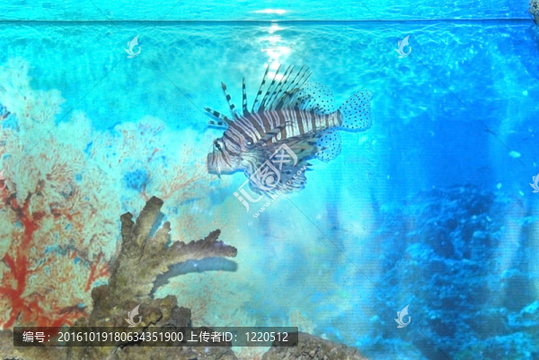 魚