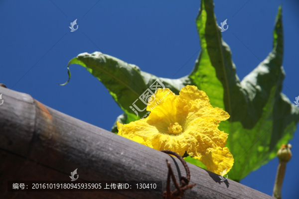 絲瓜花