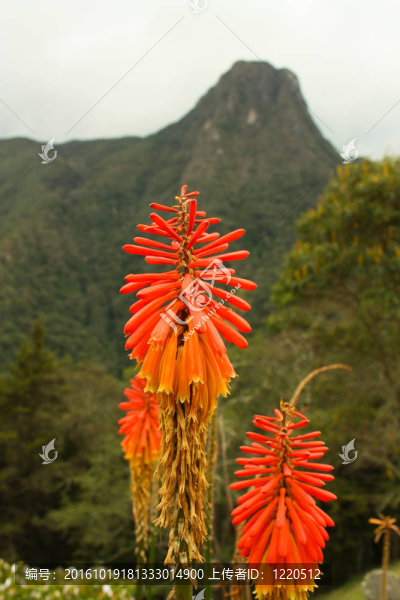 熱帶花卉；哥倫比亞