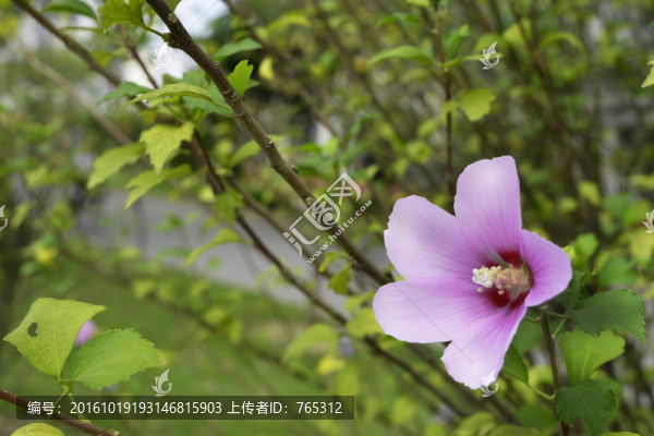 木槿花