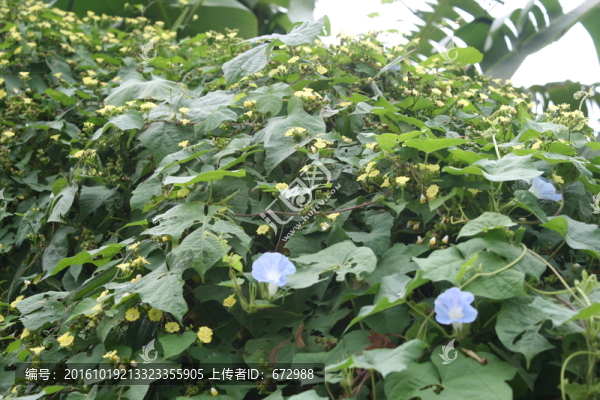 牽?；ㄅc鮮花