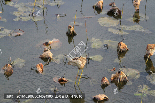 殘荷,荷葉,花卉,池塘