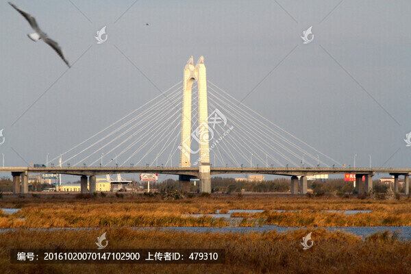 大慶,龍鳳濕地,蘆葦蕩,蘆葦