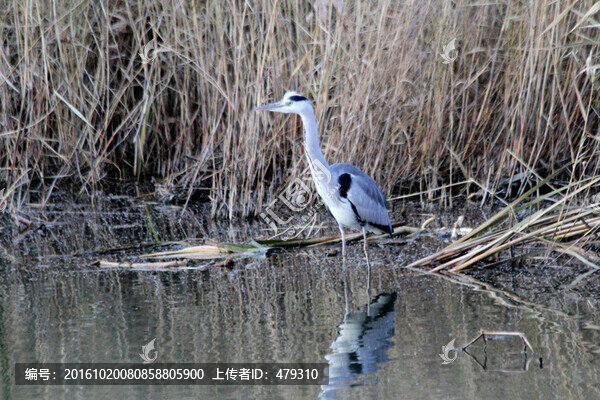 灰鸛,鳥,水鳥,候鳥,鳥類