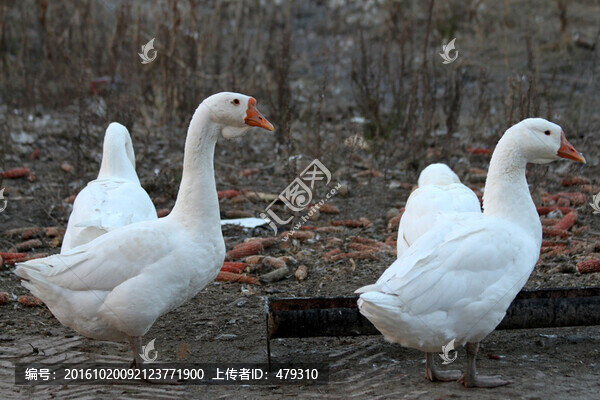 大鵝,鵝,家禽,動物,白鵝