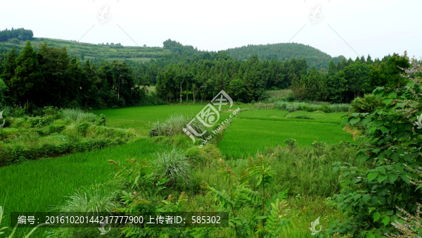 丘陵環(huán)抱的稻田