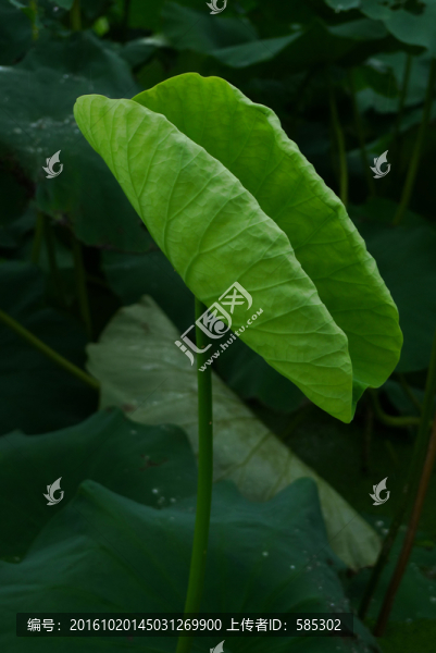 小荷才露尖尖角