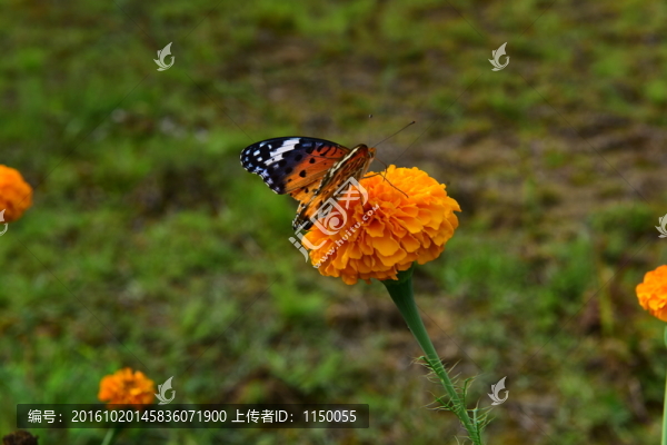 菊花蝴蝶