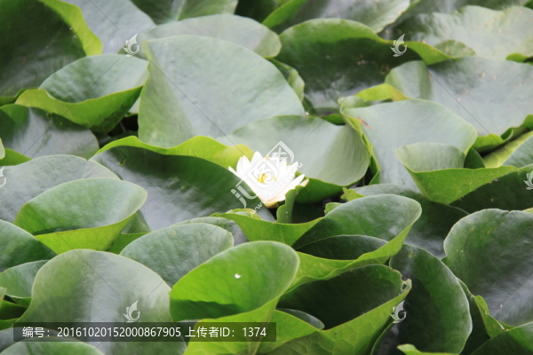 水生植物