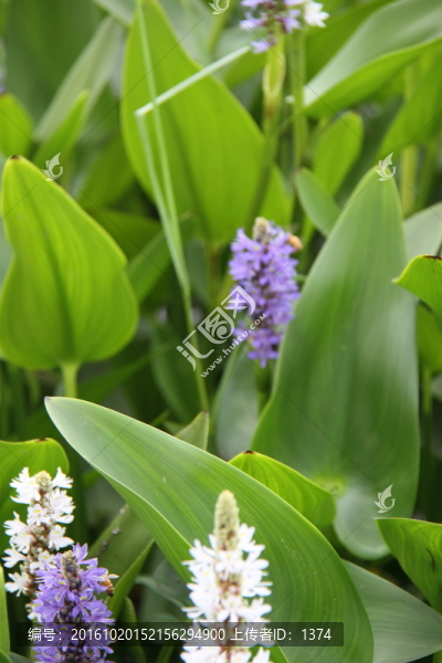 綠色植物