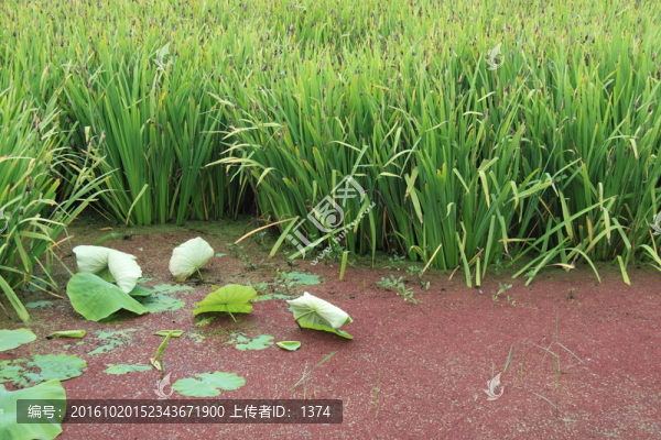 水生植物