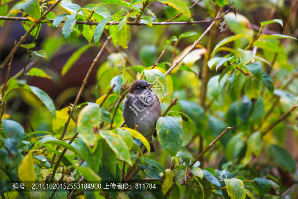 樹枝上鳥兒