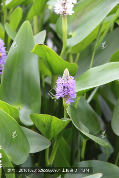 水生植物